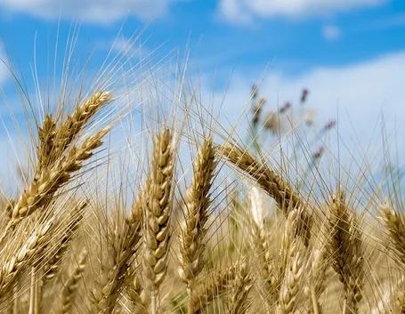 Grano glutine