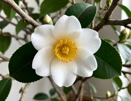 Pianta di the in fiore