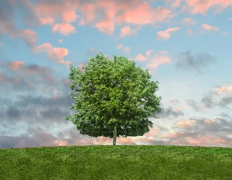 Salvaguardare l'ambiente