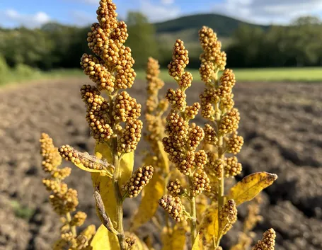 Piante quinoa