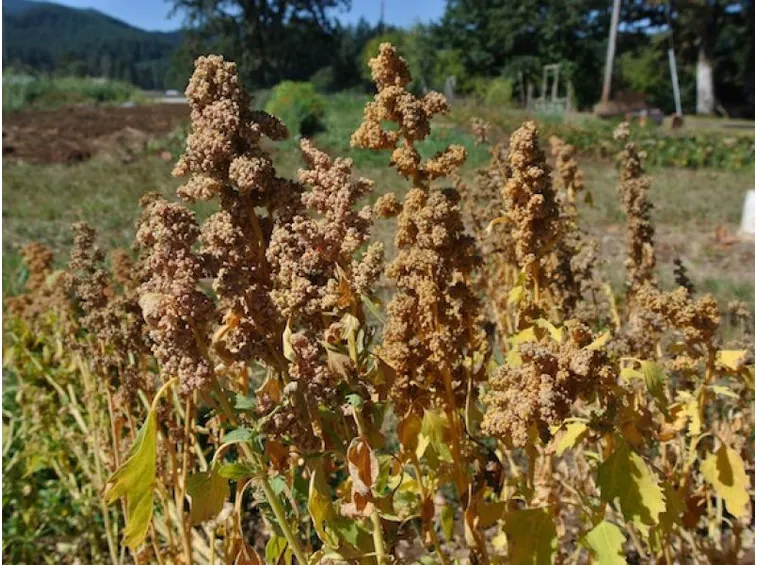Piante quinoa