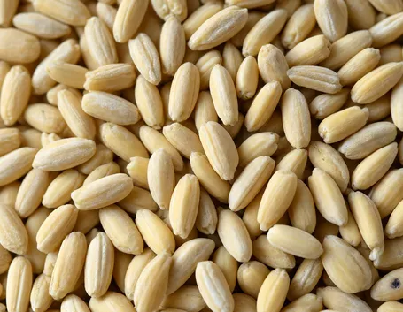 Chicchi di farro decorticato bio