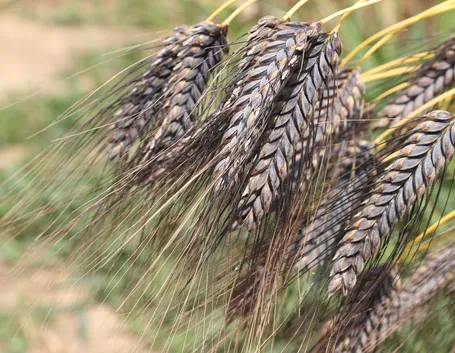 Spighe di farro
