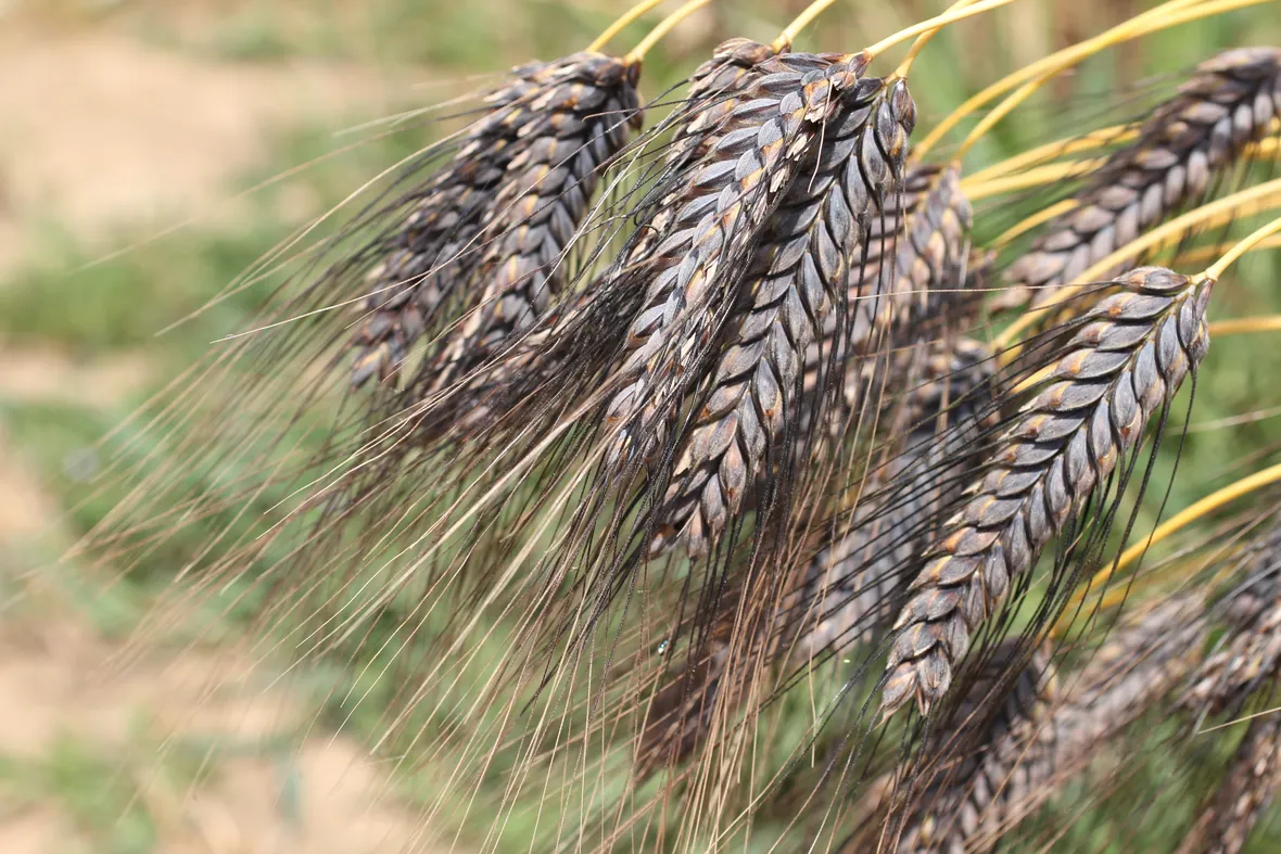 Spighe di farro