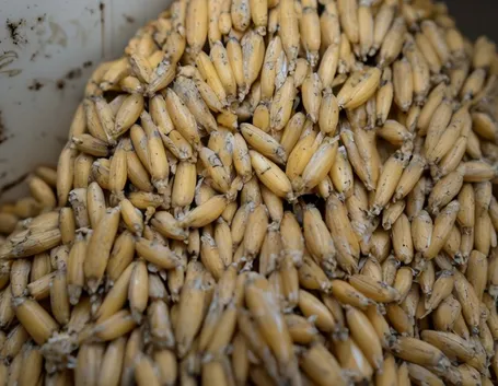 Orzo biologico