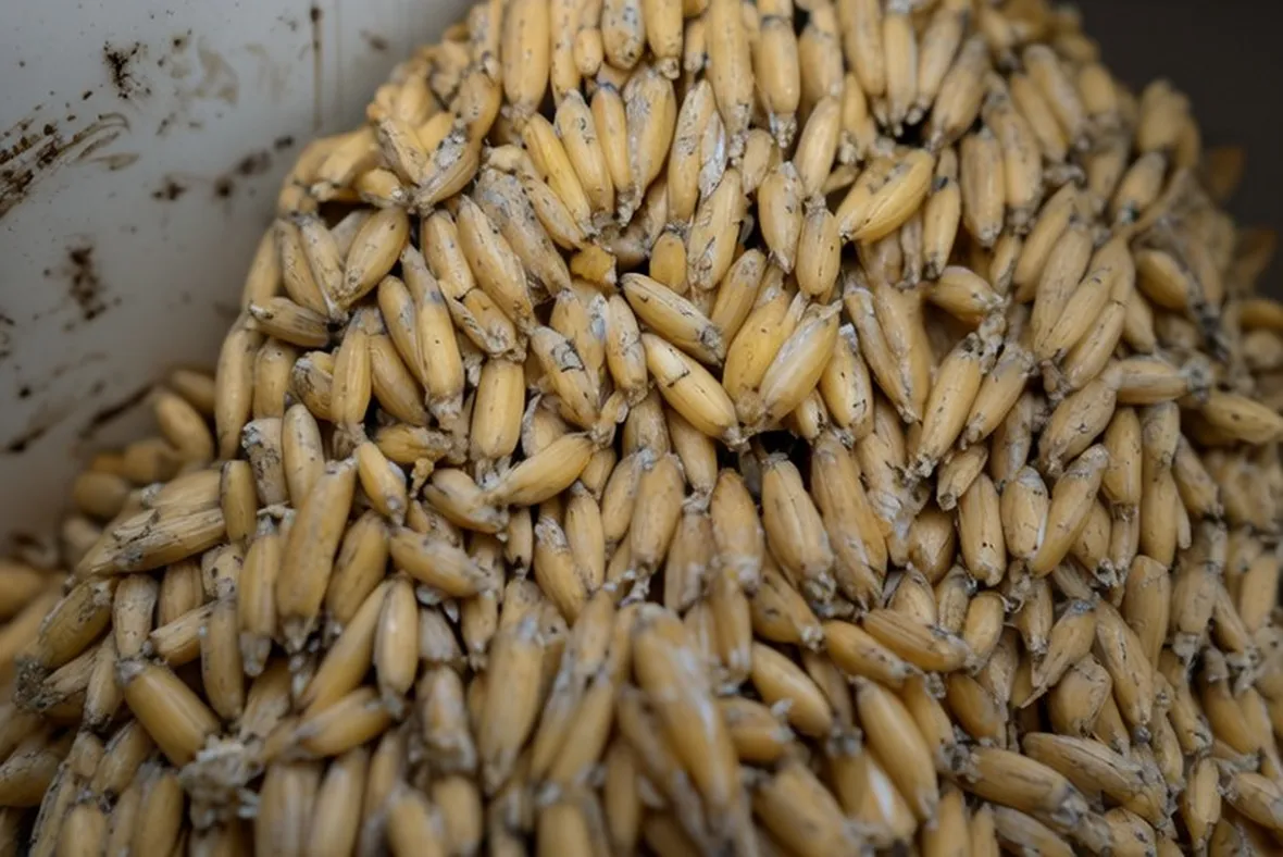 Orzo biologico