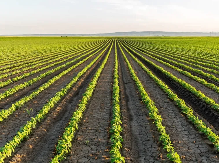Campi agricoltura biologica