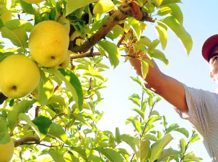 Frutta biologica