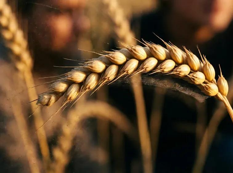 Spiga di grano