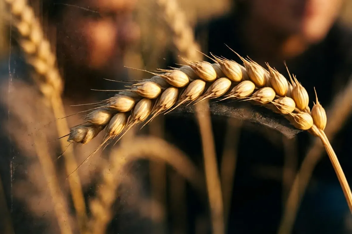 Spiga di grano