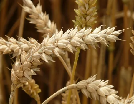 Spiga grano