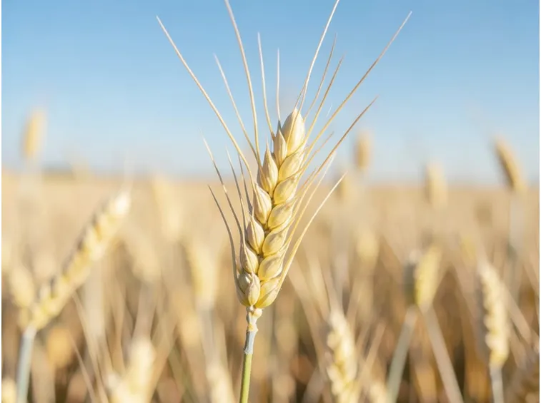 Il grano contiene glutine