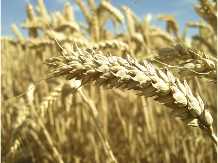 Spiga di grano