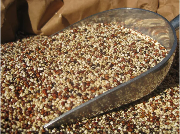 Semi di quinoa