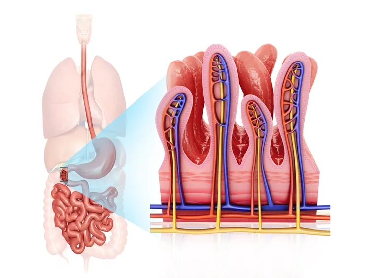 Disturbo nell'intestino tenue