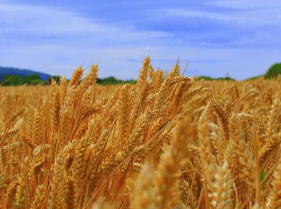Spighe di grano