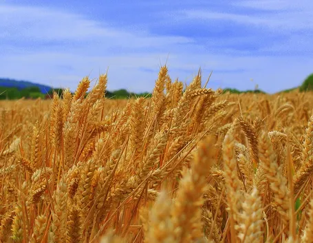 Spighe di grano