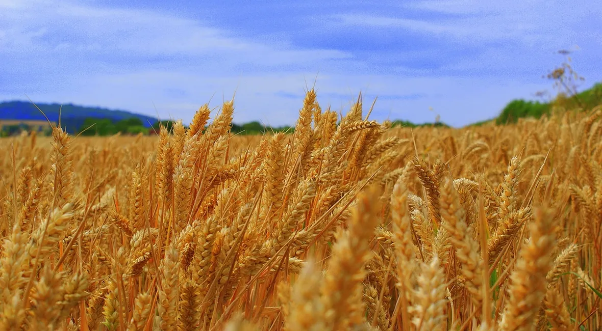 Spighe di grano