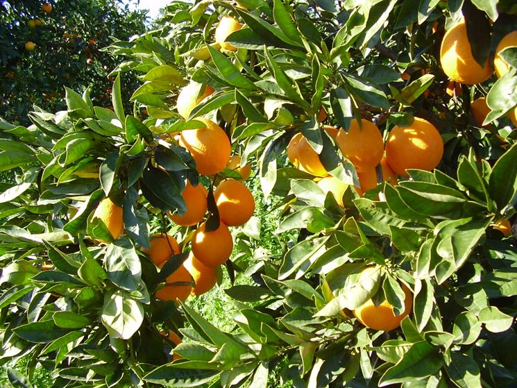 Scorcio di un aranceto siciliano