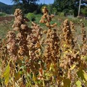 Piante quinoa