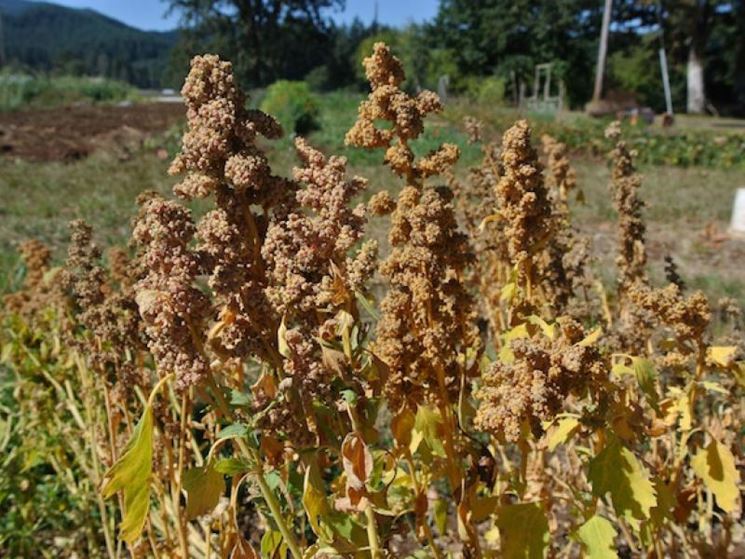 Piante quinoa