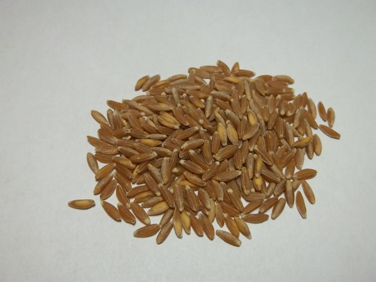 Farro perlato