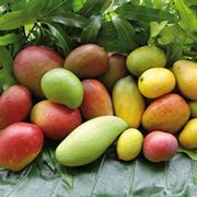 Frutta biologica