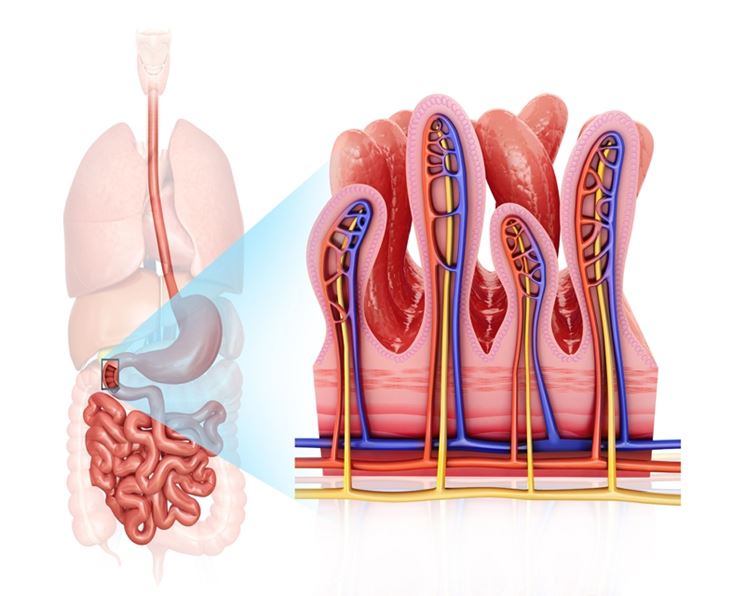 Disturbo nell'intestino tenue