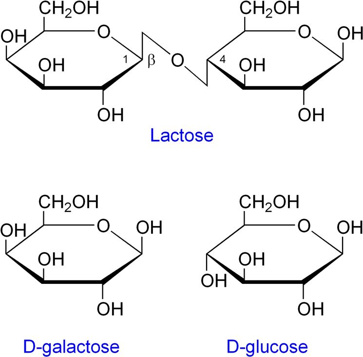Molecola lattosio componenti