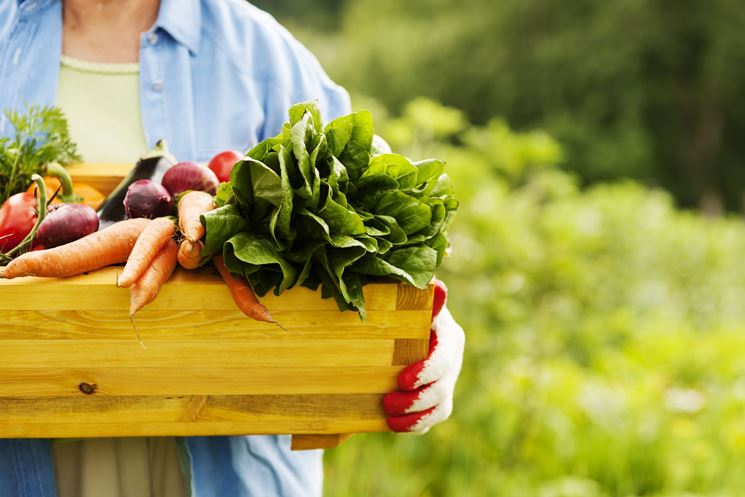 Tanta frutta e verdura per il menu estivo